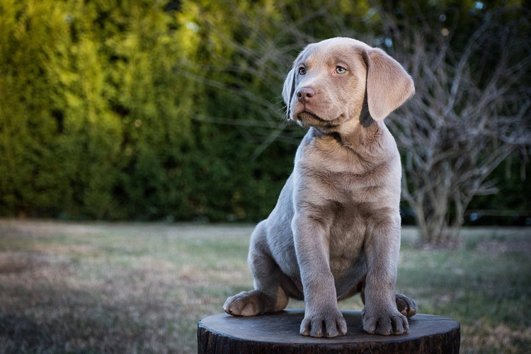 Silver Lab