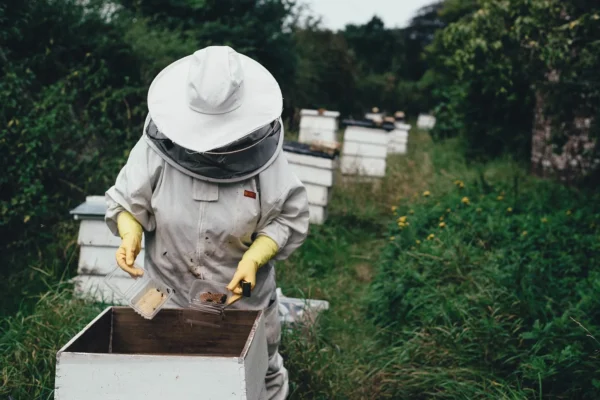 winter bee hive wraps lappes bee supply